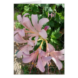 Freesia in natural world setting. Pinkish-lavender