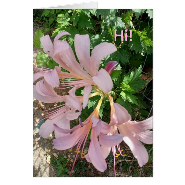 Freesia in natural world setting. Pinkish-lavender (正面)