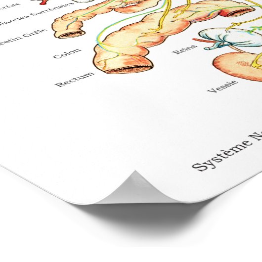 French ANS Subluxations Effects Chiropractic Chart ポスター (角)