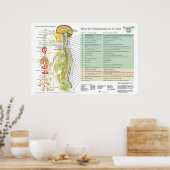 French ANS Subluxations Effects Chiropractic Chart ポスター (キッチン)