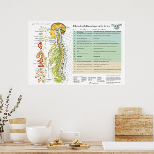 French ANS Subluxations Effects Chiropractic Chart ポスター (キッチン)