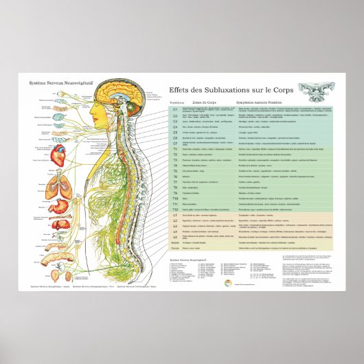 French ANS Subluxations Effects Chiropractic Chart ポスター (正面)