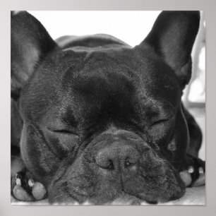 French Bulldog Print ポスター