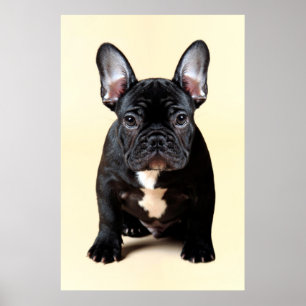 French Bulldog Puppy Sitting ポスター