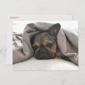 FRENCH BULLDOG RESTING RELAXING POSTCROSSING ポストカード (正面/裏面)