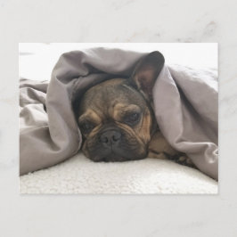 FRENCH BULLDOG RESTING RELAXING POSTCROSSING ポストカード