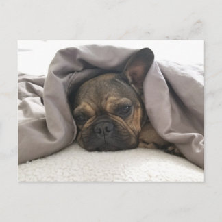 FRENCH BULLDOG RESTING RELAXING POSTCROSSING ポストカード
