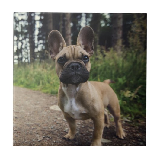 French Bulldog Throw Pillow タイル (正面)