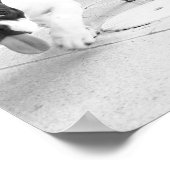 French bulldog tongue out ポスター (角)