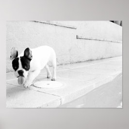 French bulldog tongue out ポスター