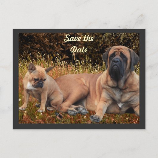 French Bulldog und Mastiff Freunde ポストカード (正面)
