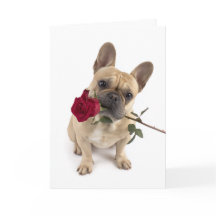 French Bulldog Valentine