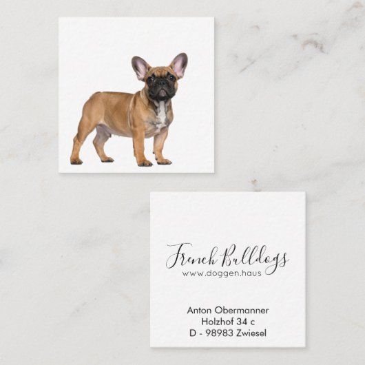 French Bulldogs  Square Business Card スクエア名刺 (正面/裏面)