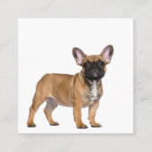 French Bulldogs  Square Business Card スクエア名刺 (正面)
