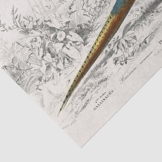 French Pheasant Bird Carte Postale Decoupage Vint 薄葉紙 (詳細)