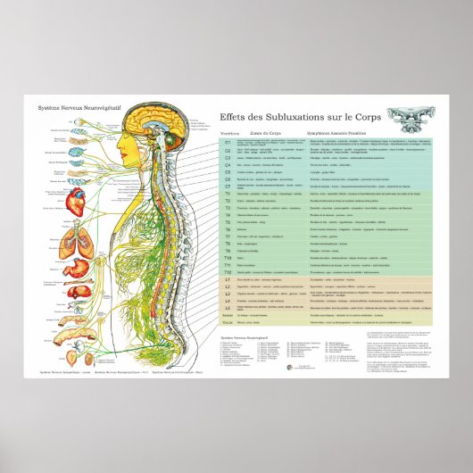 French Subluxation Spinal Nerves ANS Chart ポスター (正面)