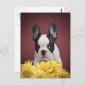 Frenchie -フレンチ・ブルドッグの子犬 ポストカード (正面/裏面)