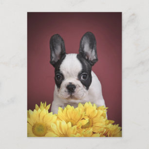 Frenchie -フレンチ・ブルドッグの子犬 ポストカード