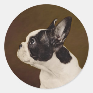 Frenchie ラウンドシール