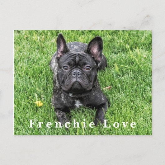 Frenchie Love フランスの Buldog写真はがき ポストカード (正面)