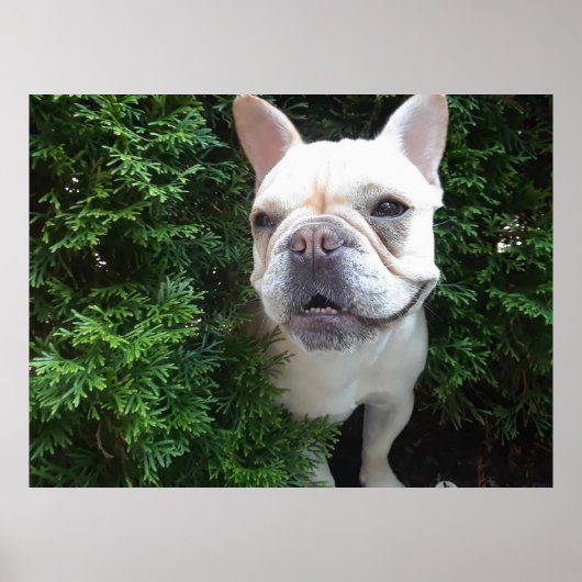 Frenchy on Patrol ポスター (正面)