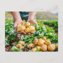 Fresh Baby Potatoes in Garden シーズンポストカード