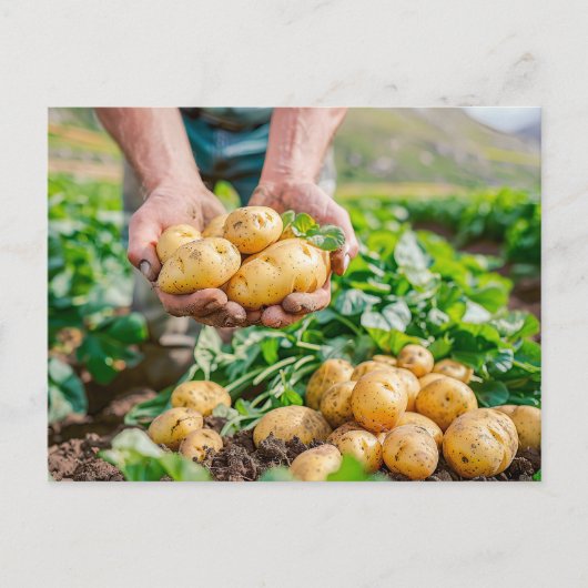 Fresh Baby Potatoes in Garden シーズンポストカード (正面)
