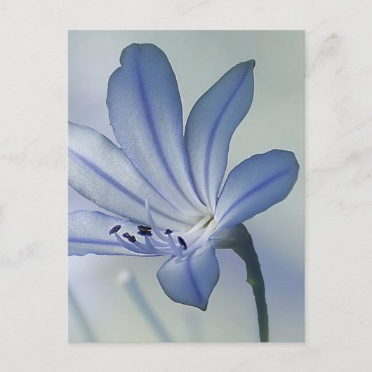 Fresh Blue Flower Photo ポストカード (正面)