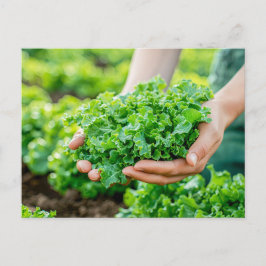 Fresh Lettuce with Vibrant Greens シーズンポストカード