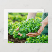 Fresh Lettuce with Vibrant Greens シーズンポストカード (正面/裏面)