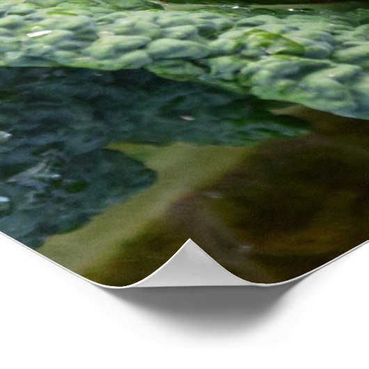 Fresh Organic Cabbage Head ポスター (角)