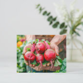 Fresh Red Beets in Rustic Style シーズンポストカード (スタンド正面)