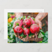 Fresh Red Beets in Rustic Style シーズンポストカード (正面/裏面)