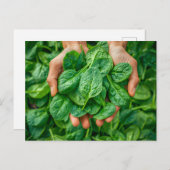 Fresh Spinach Harvest in Hands シーズンポストカード (正面/裏面)
