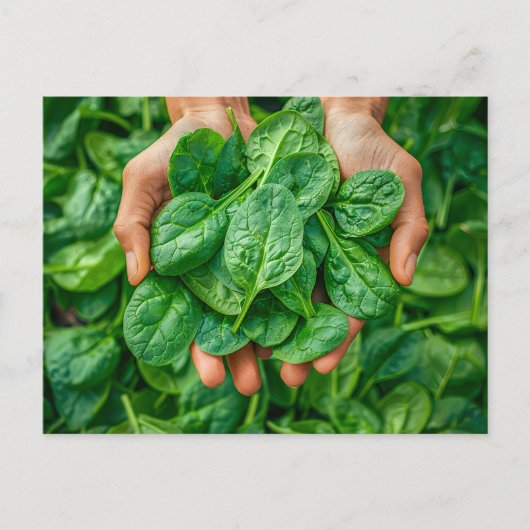 Fresh Spinach Harvest in Hands シーズンポストカード (正面)