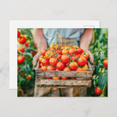 Fresh Tomatoes in Farmer’s Hands シーズンポストカード (正面/裏面)