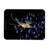 Freshwater Angelfish + Cardinal Tetras マグネット (横)