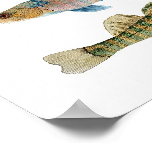 Freshwater Darters Art Poster ポスター (角)