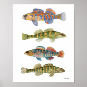 Freshwater Darters Art Poster ポスター