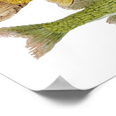 Freshwater Fish Art Poster ポスター (角)