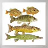 Freshwater Fish Art Poster ポスター (正面)