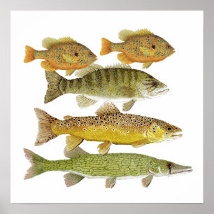 Freshwater Fish Art Poster ポスター