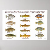 Freshwater Fish Poster ポスター (正面)