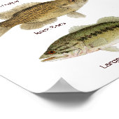 Freshwater Fish Poster ポスター (角)