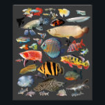 Freshwater Tropical fish フォトプリント<br><div class="desc">私は淡水性の熱帯魚が好きな人のためにこの製品を作りました。( Photo & Designed by KOBAYASHI, Michinobu )</div>