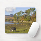 Friars CragのHerdwick羊、Derwentwater、2 マウスパッド (マウス)