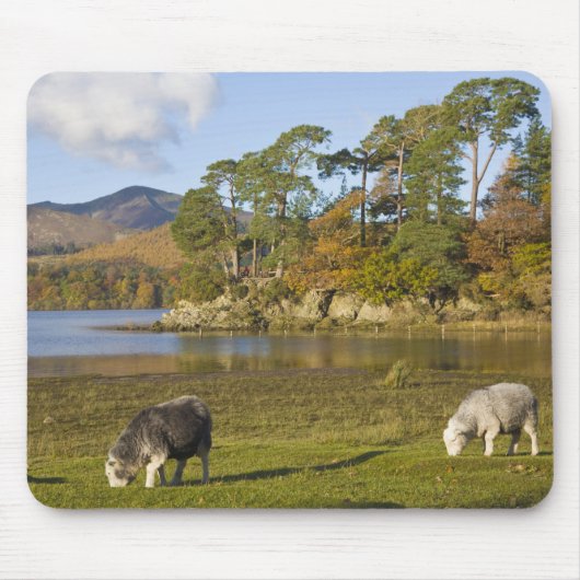 Friars CragのHerdwick羊、Derwentwater、2 マウスパッド (正面)