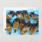Fried Giant Water Bug (Maeng Daa) ...アジア料理 ポストカード (正面/裏面)