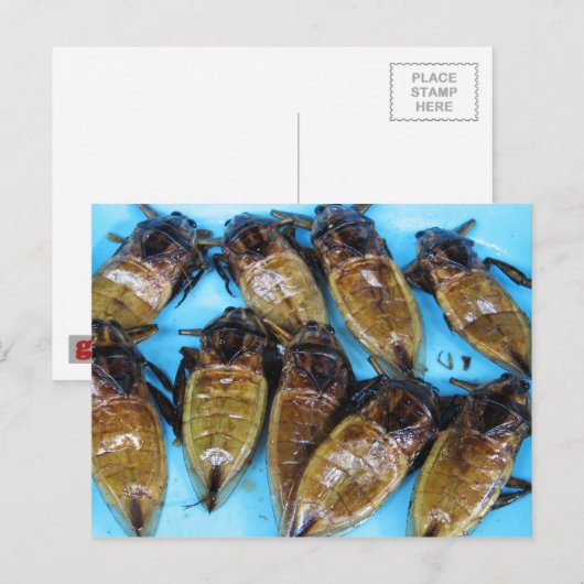 Fried Giant Water Bug (Maeng Daa) ...アジア料理 ポストカード (正面/裏面)