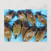 Fried Giant Water Bug (Maeng Daa) ...アジア料理 ポストカード (正面)
